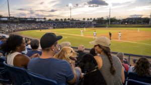 Fanáticos con perros disfrutan un juego de béisbol al atardecer en Tampa