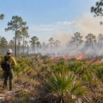 Quema prescrita supervisada en un paisaje natural de Florida